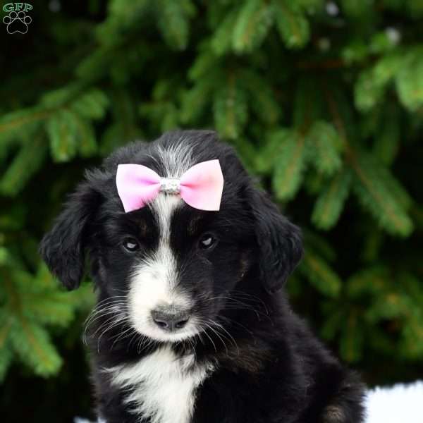 Rosy, Miniature Australian Shepherd Puppy