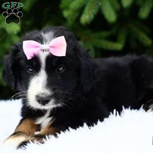 Rosy, Miniature Australian Shepherd Puppy
