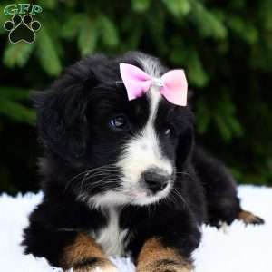 Rosy, Miniature Australian Shepherd Puppy