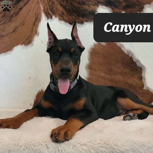 CANYON, Doberman Pinscher Puppy