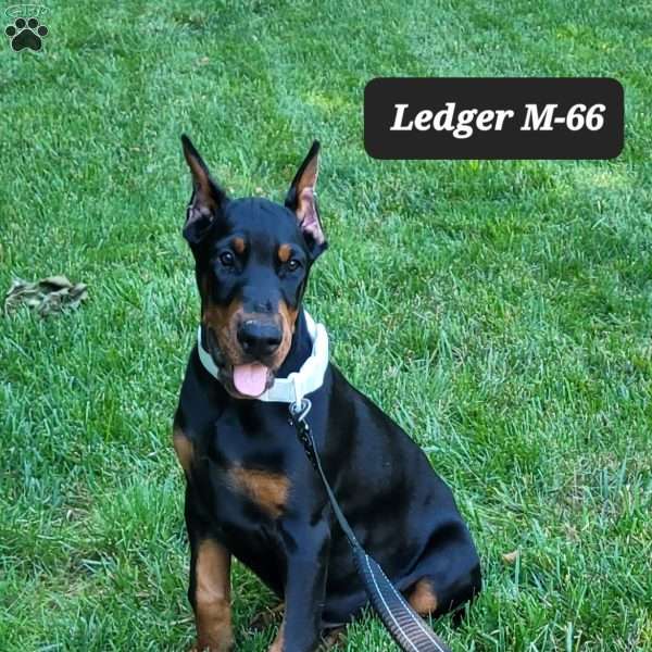 LEDGER, Doberman Pinscher Puppy