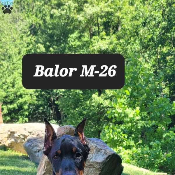 BALOR, Doberman Pinscher Puppy