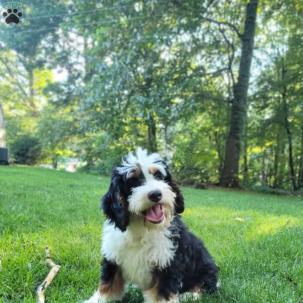 Ellie, Mini Bernedoodle Puppy