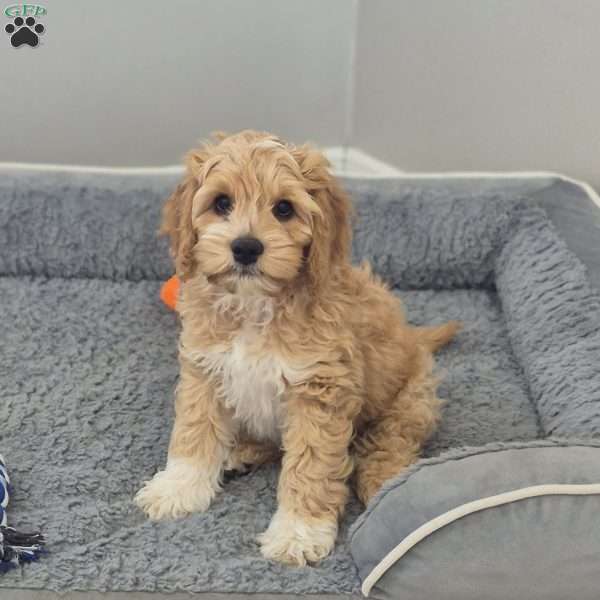 Brody, Cockapoo Puppy