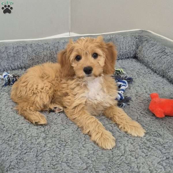 Joey, Cockapoo Puppy