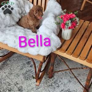 Bella F1B, Mini Goldendoodle Puppy