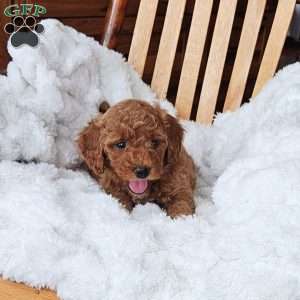 Lola F1B, Mini Goldendoodle Puppy