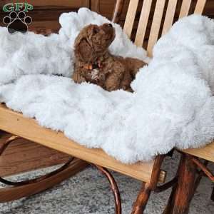 Lola F1B, Mini Goldendoodle Puppy