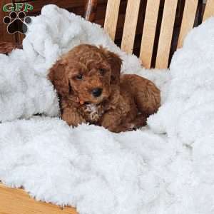 Lola F1B, Mini Goldendoodle Puppy