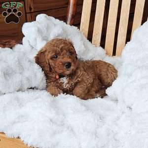 Lola F1B, Mini Goldendoodle Puppy