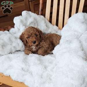 Lola F1B, Mini Goldendoodle Puppy