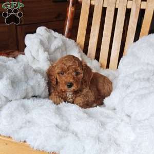 Lola F1B, Mini Goldendoodle Puppy