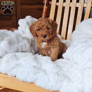 Lola F1B, Mini Goldendoodle Puppy