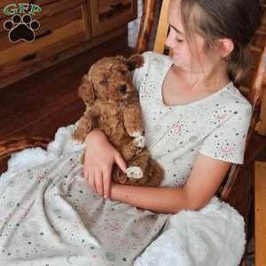 Lola F1B, Mini Goldendoodle Puppy