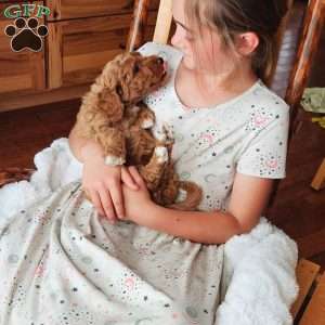 Lola F1B, Mini Goldendoodle Puppy