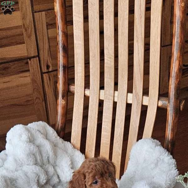 Bella F1B, Mini Goldendoodle Puppy