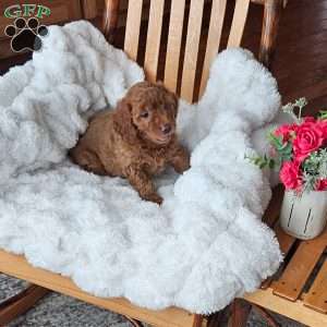 Bella F1B, Mini Goldendoodle Puppy