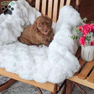 Bella F1B, Mini Goldendoodle Puppy
