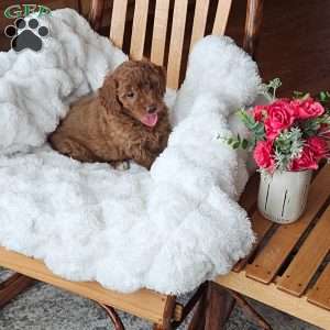 Bella F1B, Mini Goldendoodle Puppy
