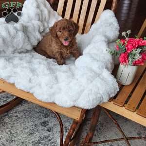 Bella F1B, Mini Goldendoodle Puppy