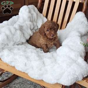 Bella F1B, Mini Goldendoodle Puppy