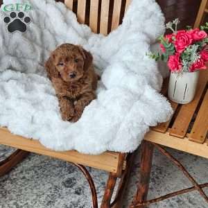 Bella F1B, Mini Goldendoodle Puppy