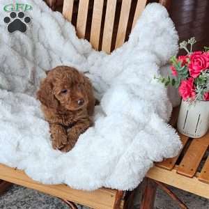 Bella F1B, Mini Goldendoodle Puppy