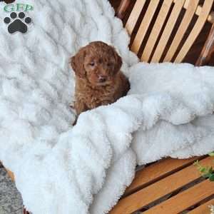 Bella F1B, Mini Goldendoodle Puppy