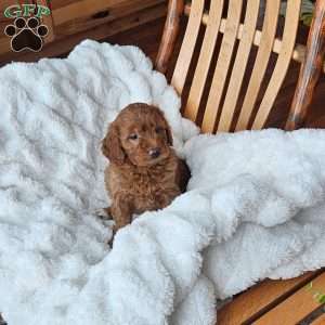 Bella F1B, Mini Goldendoodle Puppy