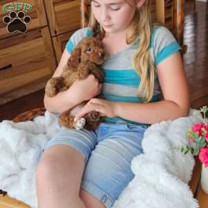 Bella F1B, Mini Goldendoodle Puppy