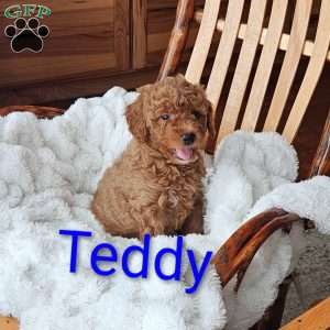 Teddy F1B, Mini Goldendoodle Puppy