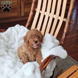 Teddy F1B, Mini Goldendoodle Puppy