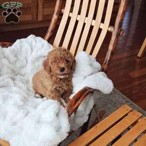 Teddy F1B, Mini Goldendoodle Puppy