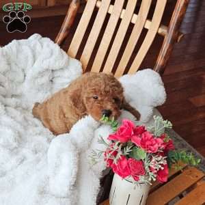 Teddy F1B, Mini Goldendoodle Puppy