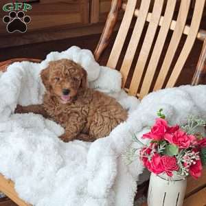 Teddy F1B, Mini Goldendoodle Puppy