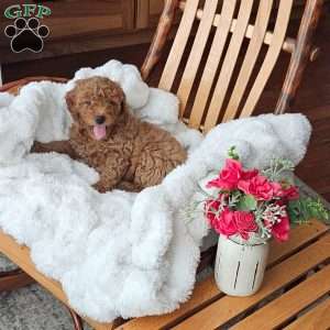 Teddy F1B, Mini Goldendoodle Puppy
