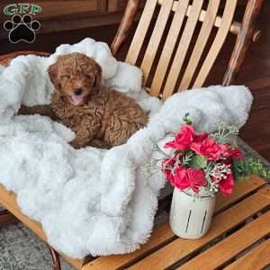 Teddy F1B, Mini Goldendoodle Puppy