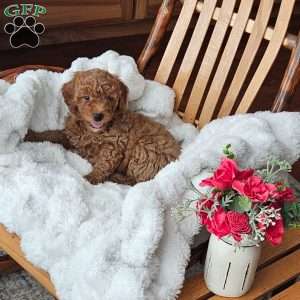 Teddy F1B, Mini Goldendoodle Puppy