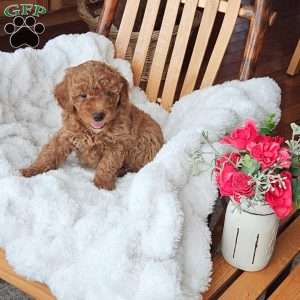 Teddy F1B, Mini Goldendoodle Puppy