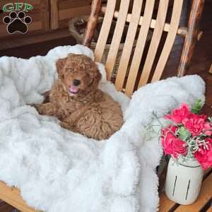 Teddy F1B, Mini Goldendoodle Puppy