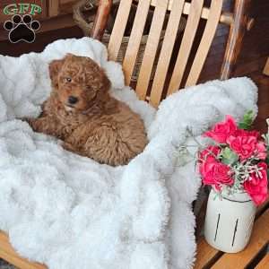 Teddy F1B, Mini Goldendoodle Puppy