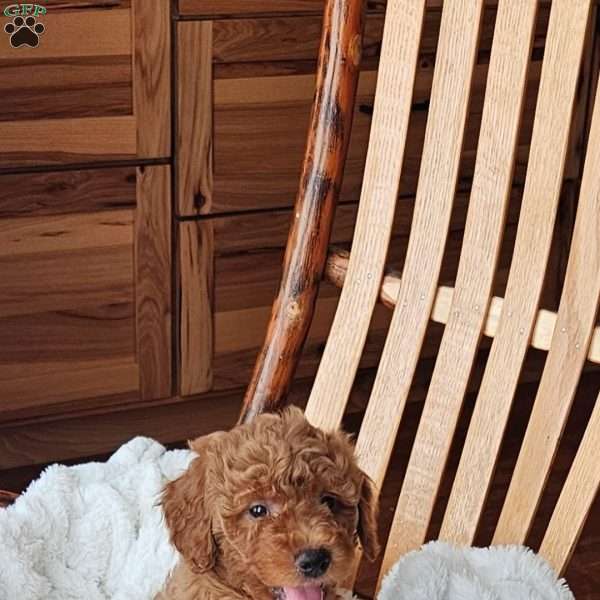 Teddy F1B, Mini Goldendoodle Puppy