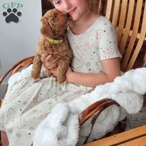 Teddy F1B, Mini Goldendoodle Puppy
