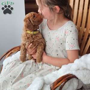 Teddy F1B, Mini Goldendoodle Puppy