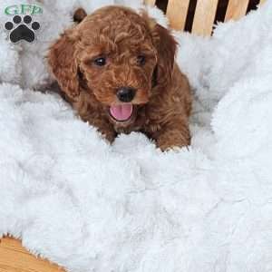 Lola F1B, Mini Goldendoodle Puppy