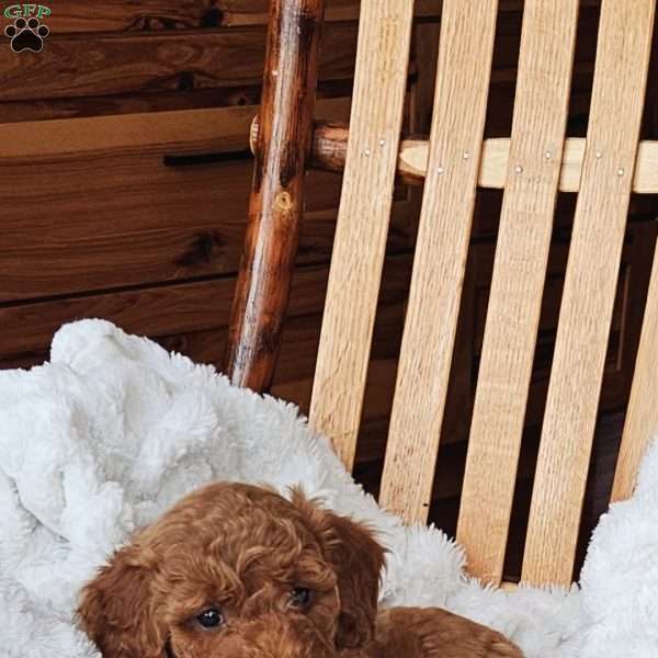 Lola F1B, Mini Goldendoodle Puppy