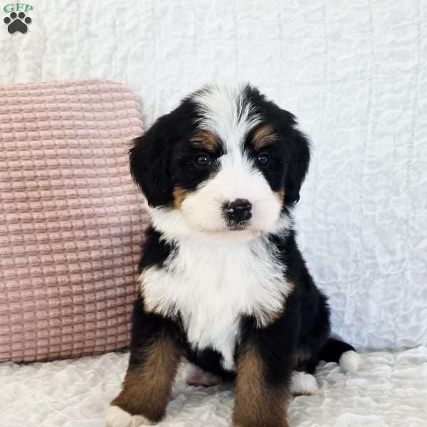 Pearl, Bernedoodle Puppy