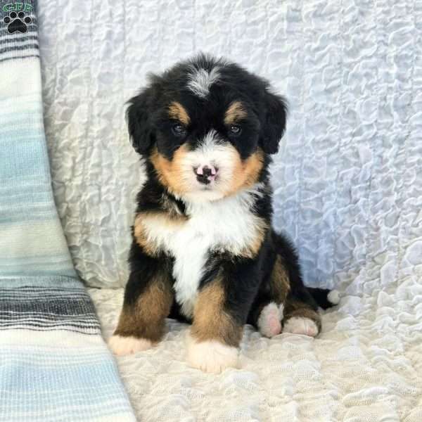 Pluto, Bernedoodle Puppy