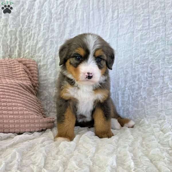 Pixie, Bernedoodle Puppy