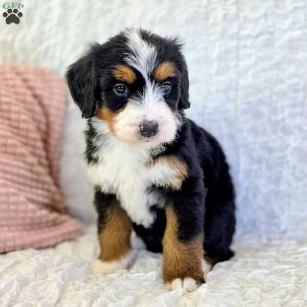 Penny, Bernedoodle Puppy